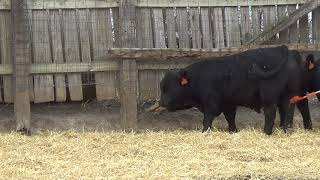 2018 double J Simmental bull choice [upl. by Hort477]