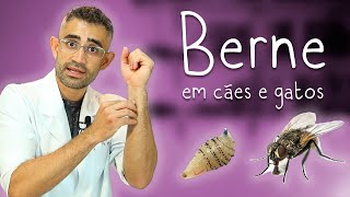 Dermatobiose berne em cães e gatos  Dica Veterinária 98 [upl. by Ahsenroc624]