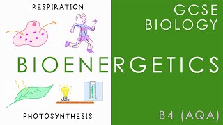 BIOENERGETICS  Respiration amp Photosynthesis  GCSE Biology AQA Topic B4 [upl. by Sixele]