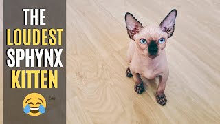 Sphynx Kitten Meowing Loud  Whats Going On [upl. by Intirb]