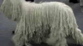 Komondor Dog Movie [upl. by Vtarj]