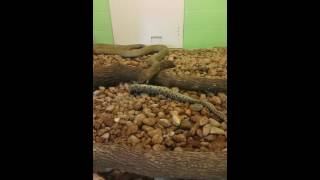 King Cobra eating Eastern Diamondback Rattlesnake [upl. by Fachan]