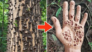 Top 10 Most Dangerous Trees in the World [upl. by Nolyar]