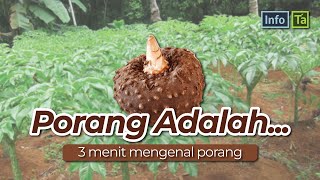 PORANG ADALAH [upl. by Nehr860]