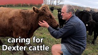 raising Dexter cattle for beef everything you ever wanted to know [upl. by Latnahs]