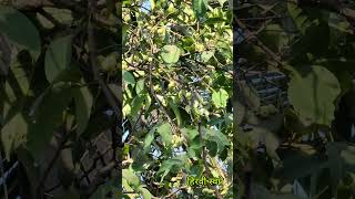 दिसतो का बघा तांबट पक्षीCoppersmith barbet bird birdwatching wildlife [upl. by Ahsikal]