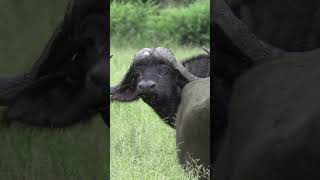 Cape Buffalo Hunt  Dugga Boy Down  huntongaro allanschenksafaris bigfive capebuffalo hunting [upl. by Arias]