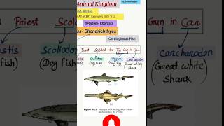 Trick CLASS CHONDRICHTHYES Cartilaginous Fish Animal Kingdom ncert neet cuet tricks shorts [upl. by Lu762]