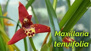 Maxillaria tenuifolia очередное домашнее цветение [upl. by Priebe]