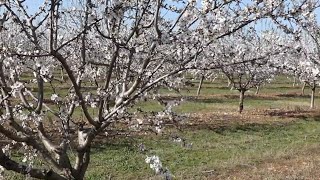 Les amandiers en fleur [upl. by Osher45]