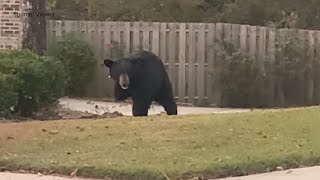 Threelegged bear spotted in Saraland neighborhood [upl. by Alled]