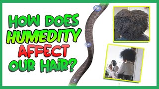 How humidity affects our hair shorts naturalhair humectants humidity haircaretips [upl. by Hgielrahc]