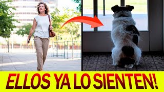 Este ESTUDIO CIENTÍFICO demuestra el SEXTO SENTIDO CANINO y su SINCRONICIDAD [upl. by Arhaz]