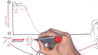 DNA Methylation and Development [upl. by Nodnab]