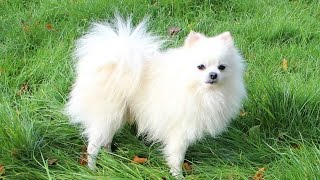 White Pomeranian DOG [upl. by Osicran]