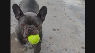 French bulldog doing the Trick dog Performer lvl part 4 [upl. by Jochbed308]