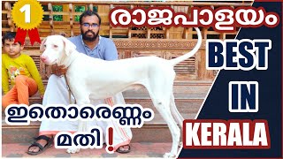 സൗത്ത് ഇന്ത്യൻ രാജാവ്❗ Rajapalayam dog Malayalam 🦁 [upl. by Iny]