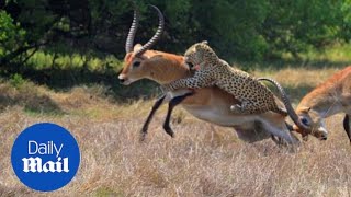 INCREDIBLE footage shows antelope fighting off leopard related  Daily Mail [upl. by Dviad]