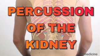 Percussion of the Kidney  Easy Clinical Skills for Medical Students [upl. by Wiatt67]