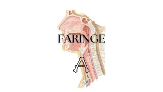 ANATOMIA DA FARINGE Teórica [upl. by Aciretehs]