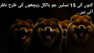 کتوں کی 15 نسلیں جو بالکل ریچھوں کی طرح نظر آتی ہیں 15 Dog Breeds that Look Just Like Bears [upl. by Devan]