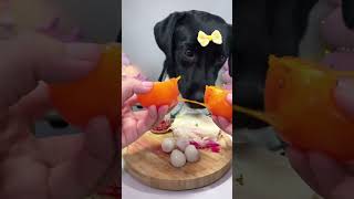 Mommy Tomatto is Healthy food for You Cute pet eating diary Black Labrador [upl. by Collayer479]