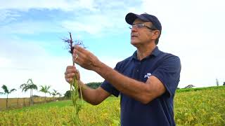 Benefícios do uso de inoculantes na soja e em braquiárias [upl. by Medlin]