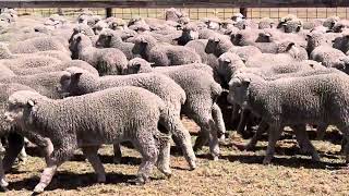 Lindley Park Seconds draft Merino Wether Lambs [upl. by Lach]