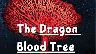 The Dragon Blood Tree Wonders of Socotra Exploring Earth’s Most Unique Island [upl. by Maryl]