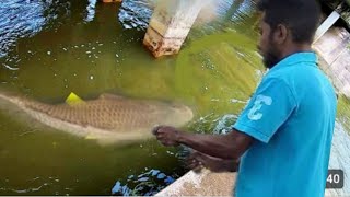 Hook fishing🎣single hook fisher man unbelievable catching monster rohu in the river💗💗 [upl. by Griselda]