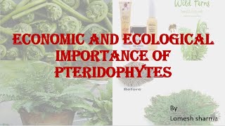 ECONOMIC IMPORTANCE OF PTERIDOPHYTES [upl. by Ralyt]