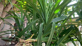 Pandan Plant Care  Pandan Plant Leaves  How To Care For Pandan Plant [upl. by Peirce]