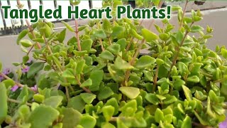 Tangled heart plant care  Pillow plant grow at home  Swedish ivy plant [upl. by Hsirrehc]