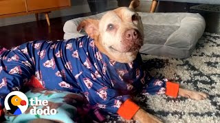 20YearOld Rescue Pittie Has The Best Smile In The World  The Dodo Pittie Nation [upl. by Millhon]