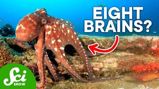 Why Are Octopi So Insanely Intelligent [upl. by Edwin]