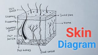 How To Draw Skin  Very Simple  Human Skin Diagram Easily Step By Step [upl. by Anitrebla248]