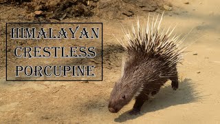 Rare Porcupine Sighting  Himalayan Crestless Porcupine  Kaziranga  North East India Wildlife [upl. by Michiko]