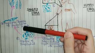 Leishmania life cycle  Leishmaniasis  Blood amp tissue Protozoa  Microbiology [upl. by Annaj]