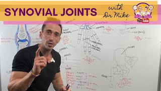 Synovial Joints [upl. by Elephus]