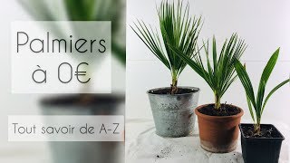 PALMIERS POUR 0€  TOUT SAVOIR DE AZ DIY [upl. by Gratiana]