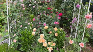 장미의 전정 후 유인한 풍경My side garden after pruning and training David Austin climbing roses 20242 [upl. by Savil]