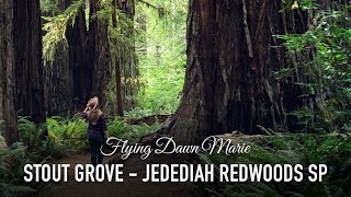 VLOG 133 Stout Grove Jedediah Smith Redwoods State Park [upl. by Ramin]