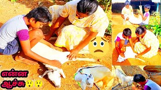 😥browny குட்டிக்கு என்ன ஆச்சு😫😫 chottu கிடச்சுருச்சா🙁இல்லையா chottu is alive😱 or dead🥺sad vlog [upl. by Lawley]