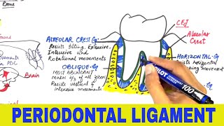 Periodontal Ligament  Overview [upl. by Emylee]