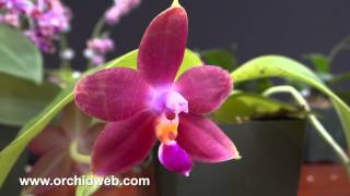 OrchidWeb  Phalaenopsis species [upl. by Gomar]