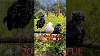 20 beautiful chicken breeds 🐔💚 Serama Houdan Australorp Polish… backyardpoultry fancychicken [upl. by Kcirdderf45]