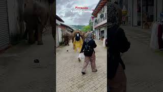 Pinnawala kandysrilanka pinnawala kandy srilanka elephant travel music cute 💙❤️ [upl. by Jollenta54]