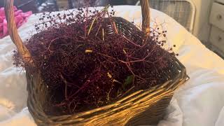 Harvested Elderberry l Uses for Elderberry l How to Store l Different Applications [upl. by Rebme]