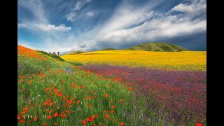 2023 Central California Wildflowers  Bakersfield [upl. by Aryaz]