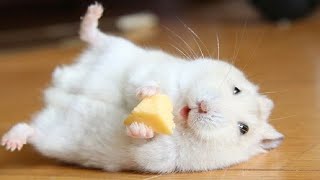 Funny and Cute Hamster Compilation 🔴  Funniest Hamsters Of All Time 2020 [upl. by Kemp7]